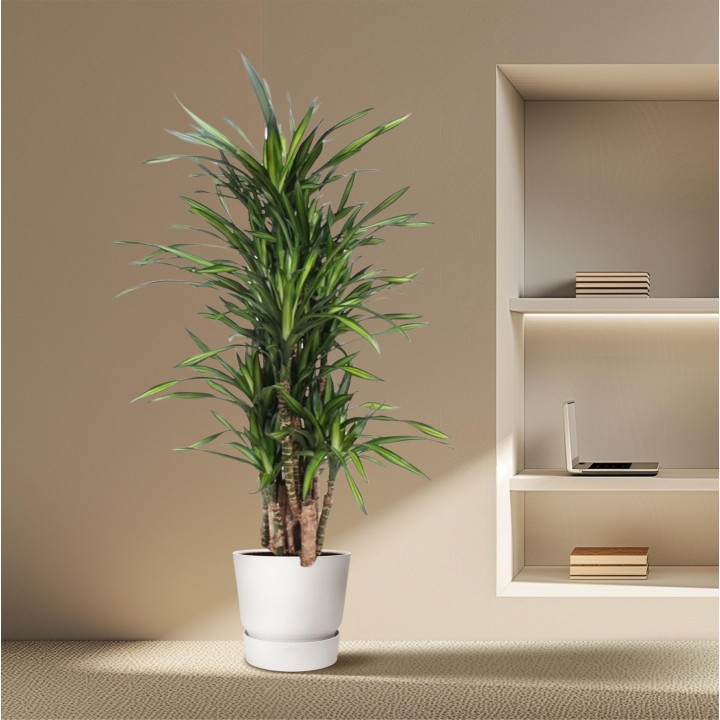 Dracaena Riki - 140 Cm - Ø30