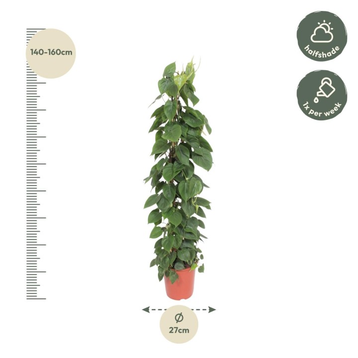 Philodendron Scandens Wire Mesh Rack - 150 Cm - Ø27