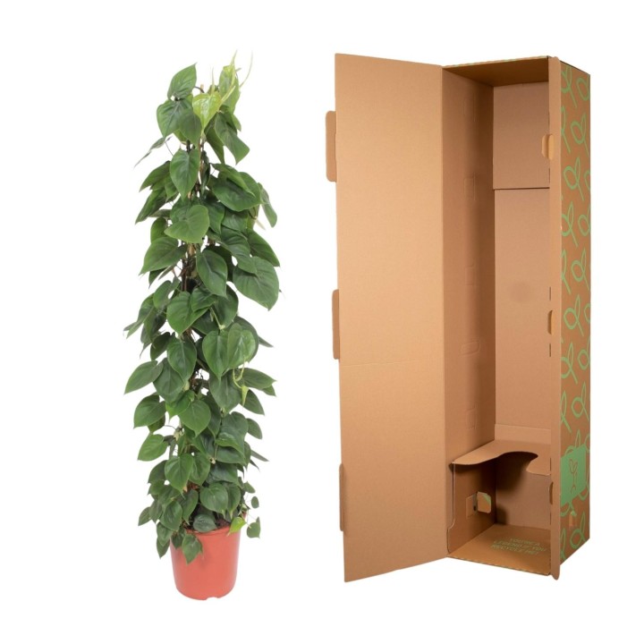Philodendron Scandens Wire Mesh Rack - 150 Cm - Ø27