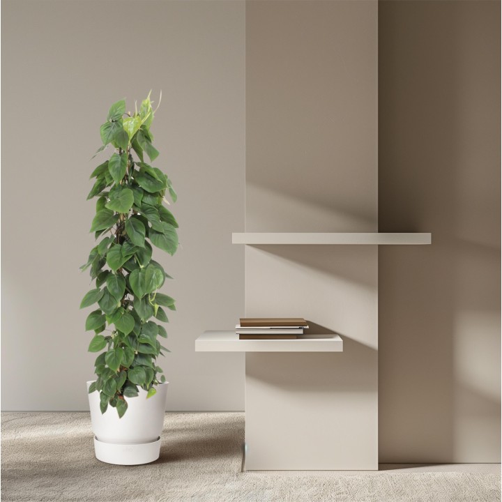 Philodendron Scandens Wire Mesh Rack - 150 Cm - Ø27
