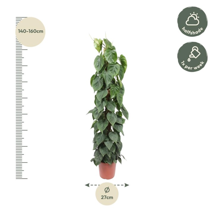 Philodendron Scandens Moss Stick - 150 Cm - Ø27