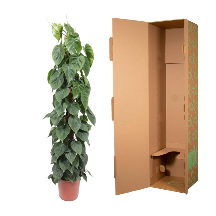 Philodendron Scandens Moss Stick - 150 Cm - Ø27