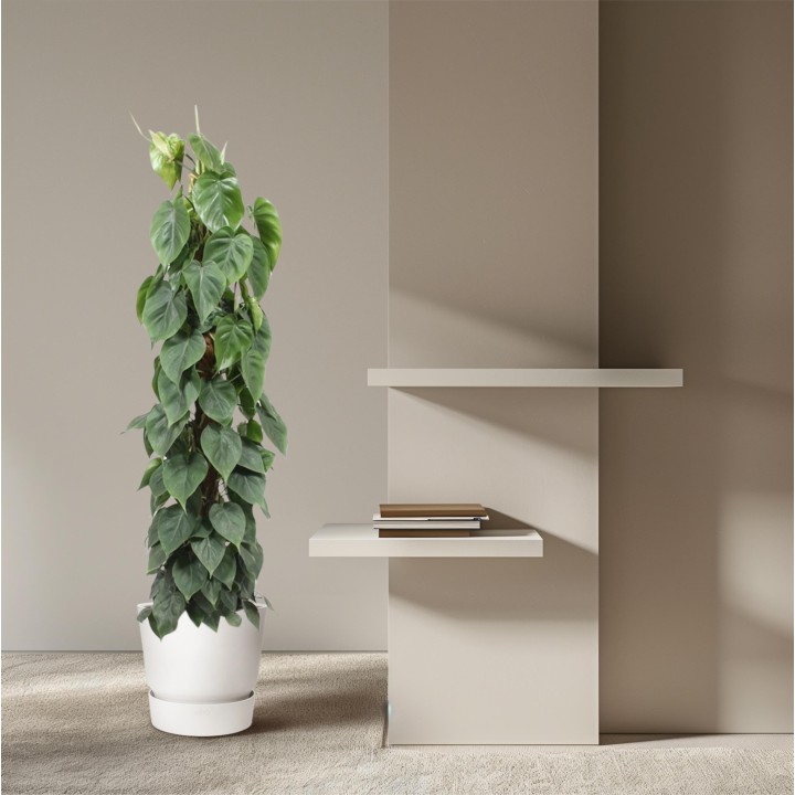 Philodendron Scandens Moss Stick - 150 Cm - Ø27
