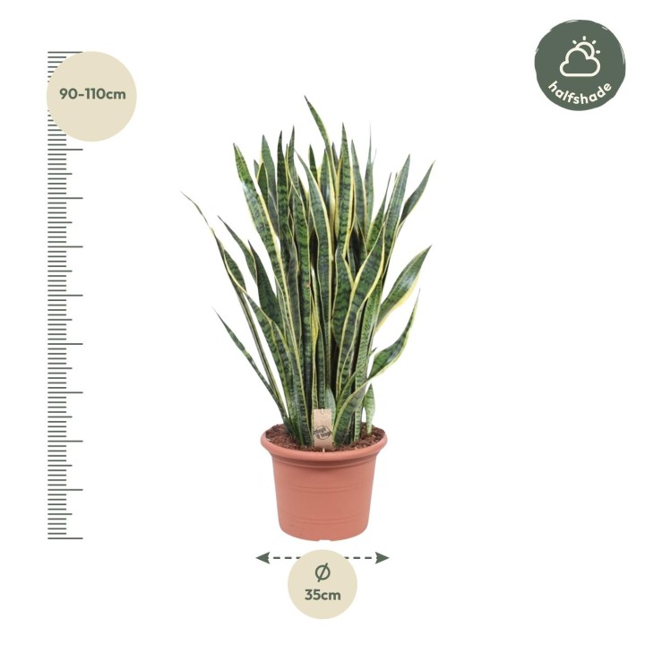 Sansevieria Laurentii - 100 Cm - Ø35