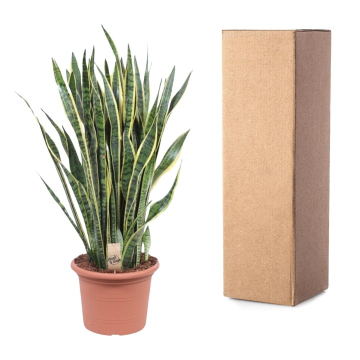 Sansevieria Laurentii - 100 Cm - Ø35