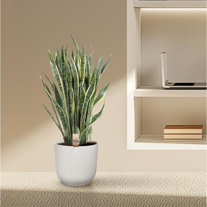 Sansevieria Laurentii - 100 Cm - Ø35