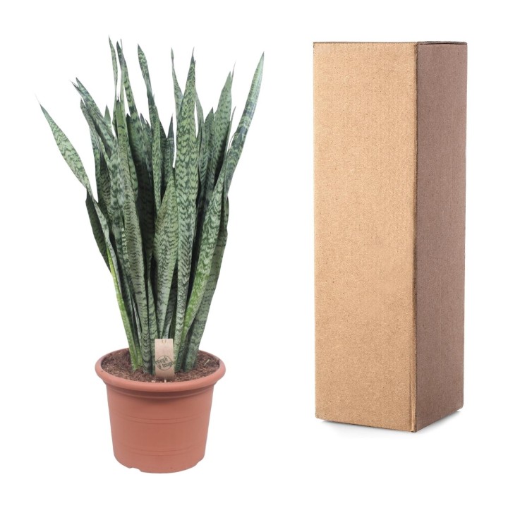 Sansevieria Zeylenica - 110 Cm - Ø35