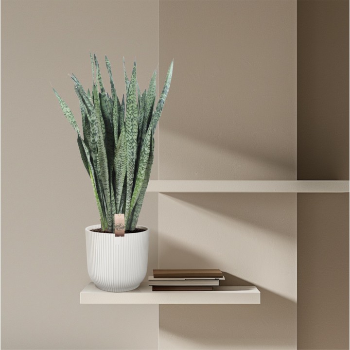 Sansevieria Zeylenica - 110 Cm - Ø35