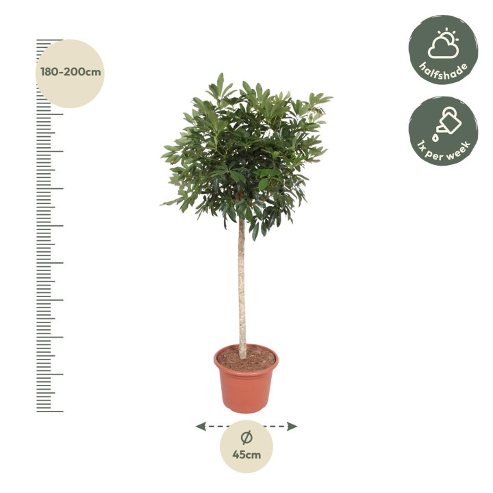 Schefflera Arboricola Compacta Tree - 190 Cm - Ø45