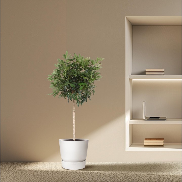 Schefflera Arboricola Compacta Tree - 190 Cm - Ø45