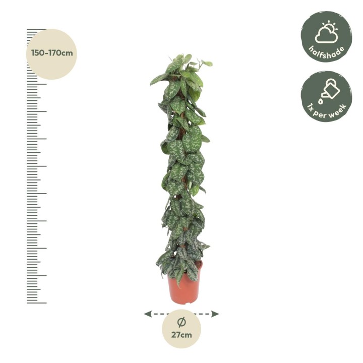 Scindapsus Pictus Trebie Moss Stick - 160 Cm - Ø30