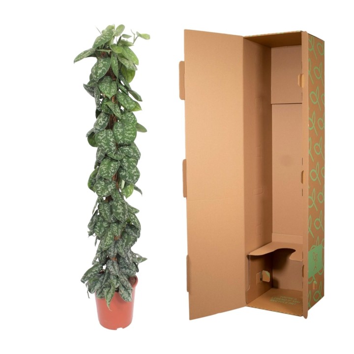 Scindapsus Pictus Trebie Moss Stick - 160 Cm - Ø30