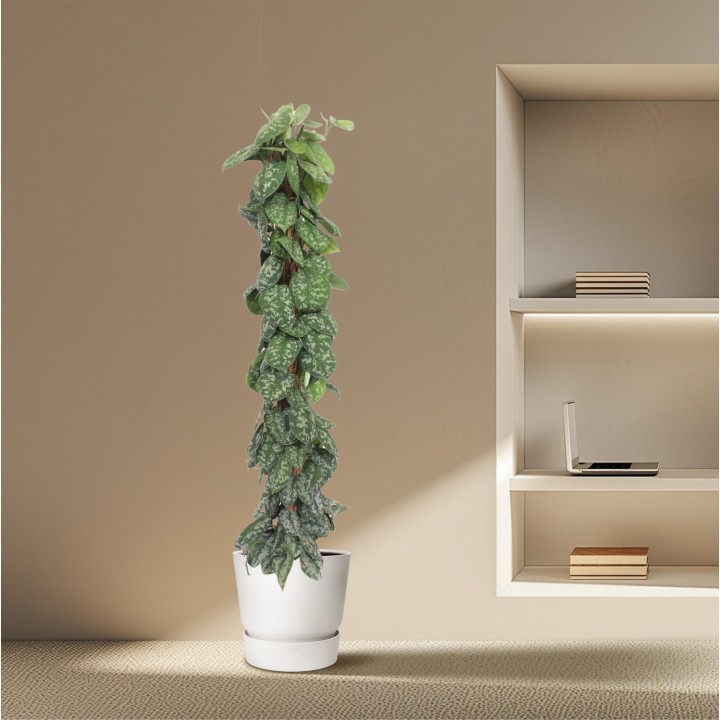 Scindapsus Pictus Trebie Moss Stick - 160 Cm - Ø30
