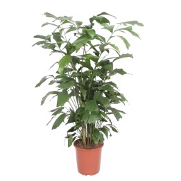 Caryota Mitis - 140 Cm - Ø27