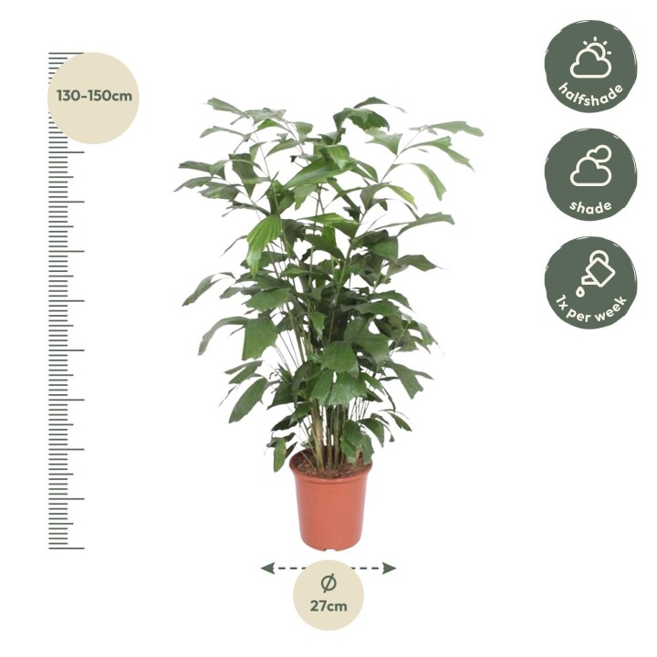 Caryota Mitis - 140 Cm - Ø27