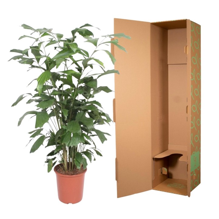 Caryota Mitis - 140 Cm - Ø27