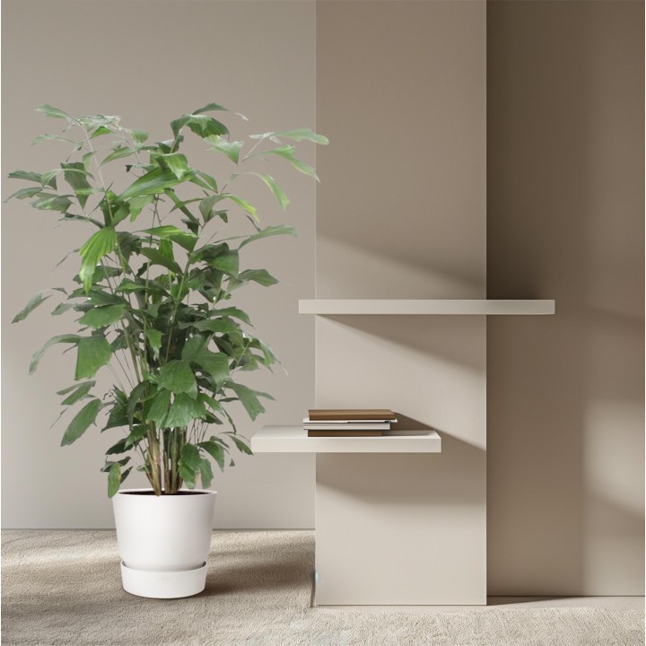Caryota Mitis - 140 Cm - Ø27