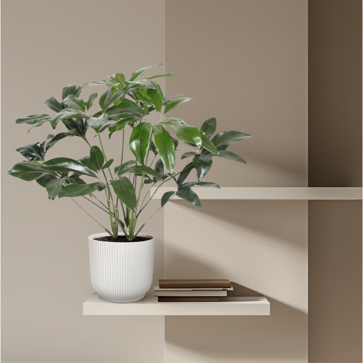 Philodendron Green Wonder - 100 Cm - Ø24