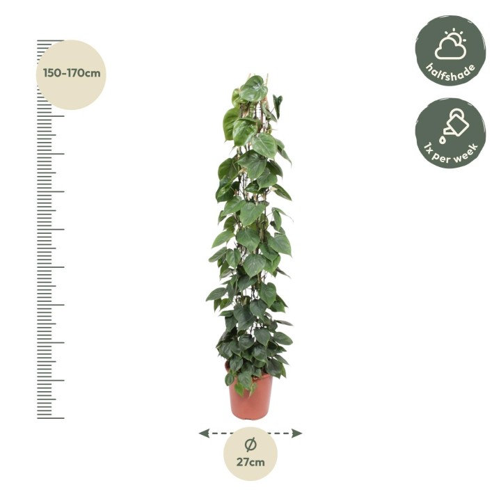 Philodendron Scandens Wire Mesh Rack - 160 Cm - Ø27