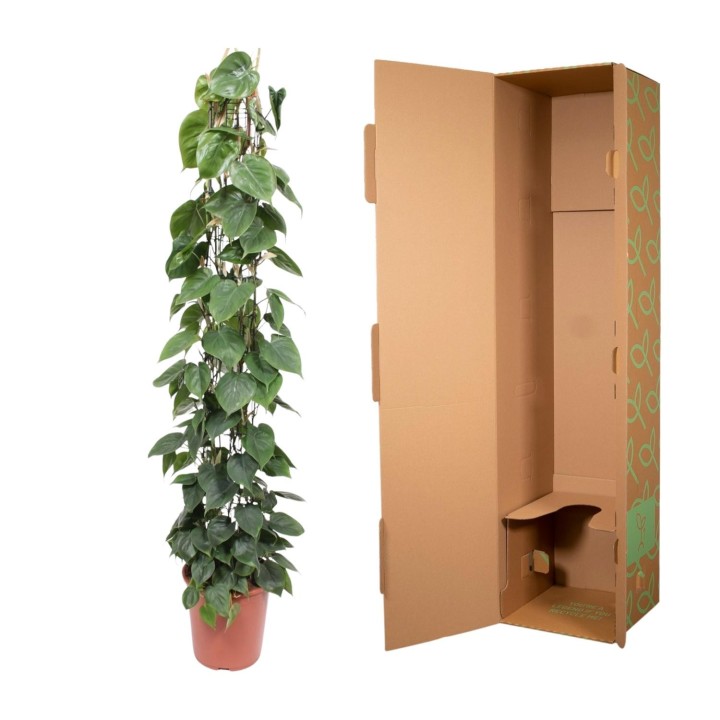 Philodendron Scandens Wire Mesh Rack - 160 Cm - Ø27