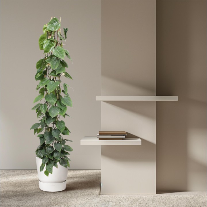 Philodendron Scandens Wire Mesh Rack - 160 Cm - Ø27