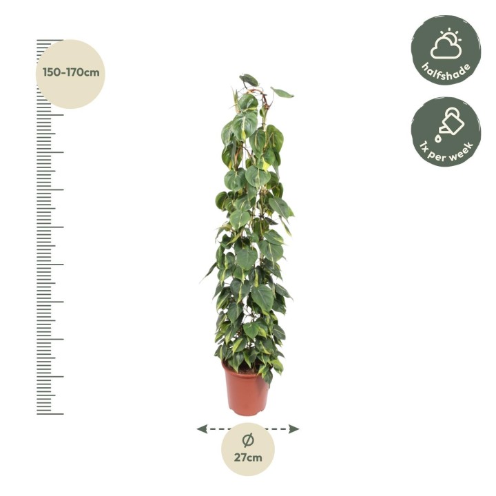 Philodendron Scandens Brasil Wire Mesh Rack - 160 Cm - Ø27