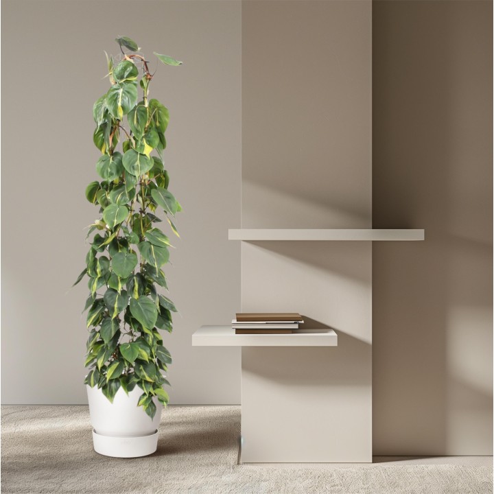 Philodendron Scandens Brasil Wire Mesh Rack - 160 Cm - Ø27