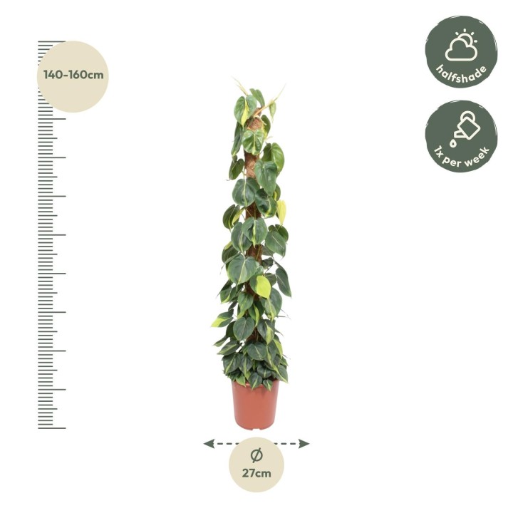 Philodendron Scandens Brasil Moss Stick - 150 Cm - Ø27