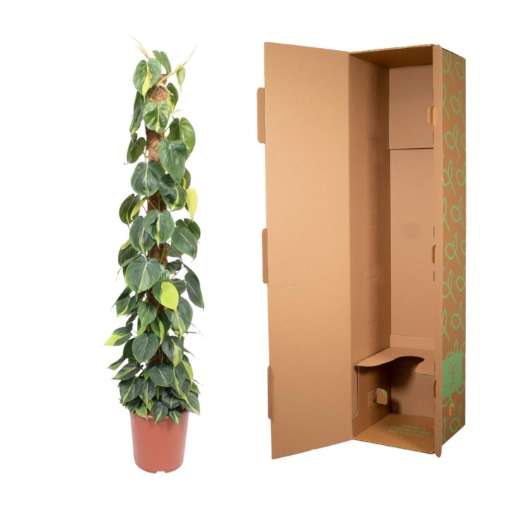 Philodendron Scandens Brasil Moss Stick - 150 Cm - Ø27