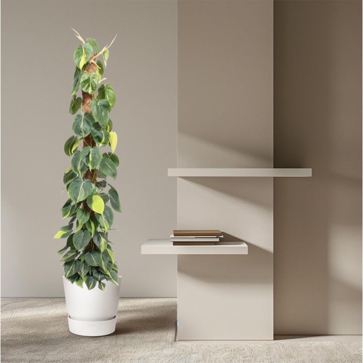 Philodendron Scandens Brasil Moss Stick - 150 Cm - Ø27