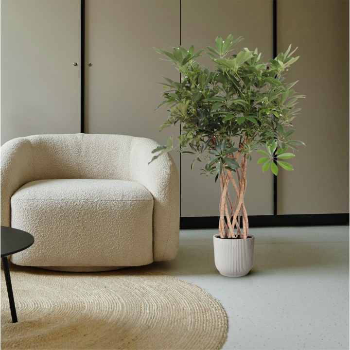 Schefflera Arboricola Compacta Braided Trunk - 130 Cm - Ø30