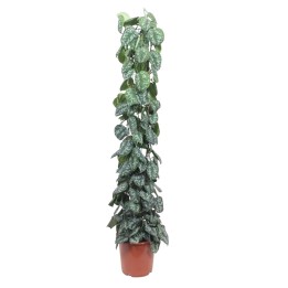 Scindapsus Pictus Trebie Mesh Rack - 160 Cm - Ø27
