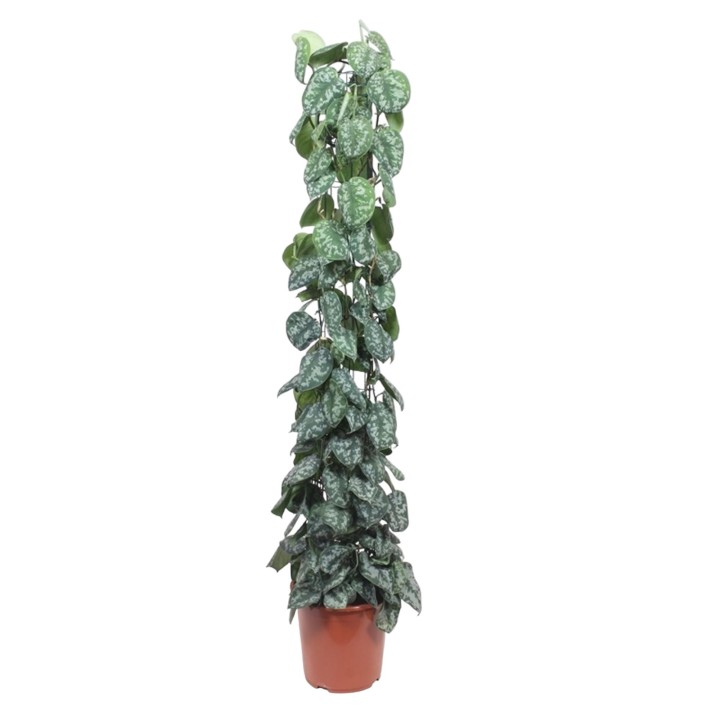 Scindapsus Pictus Trebie Mesh Rack - 160 Cm - Ø27