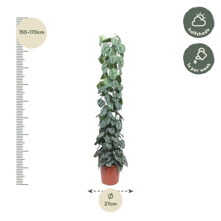Scindapsus Pictus Trebie Mesh Rack - 160 Cm - Ø27