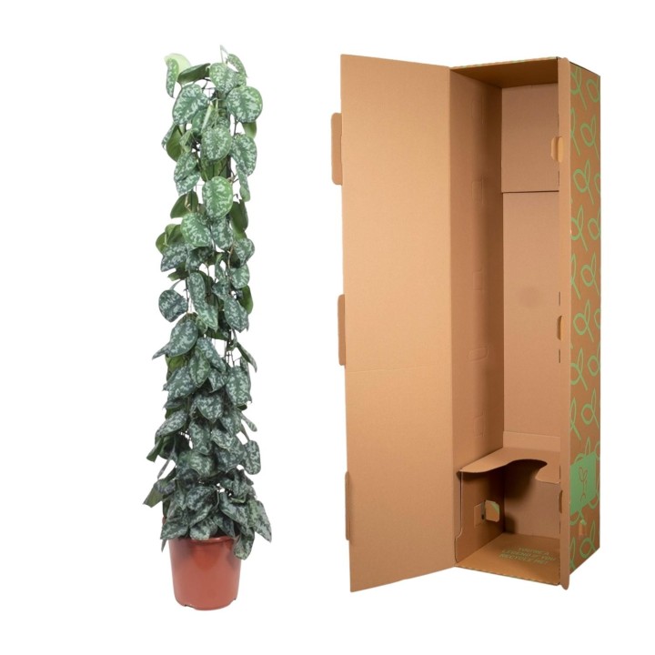 Scindapsus Pictus Trebie Mesh Rack - 160 Cm - Ø27