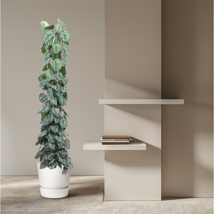 Scindapsus Pictus Trebie Mesh Rack - 160 Cm - Ø27