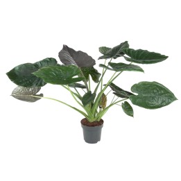 Alocasia Wentii - 120 Cm - Ø32