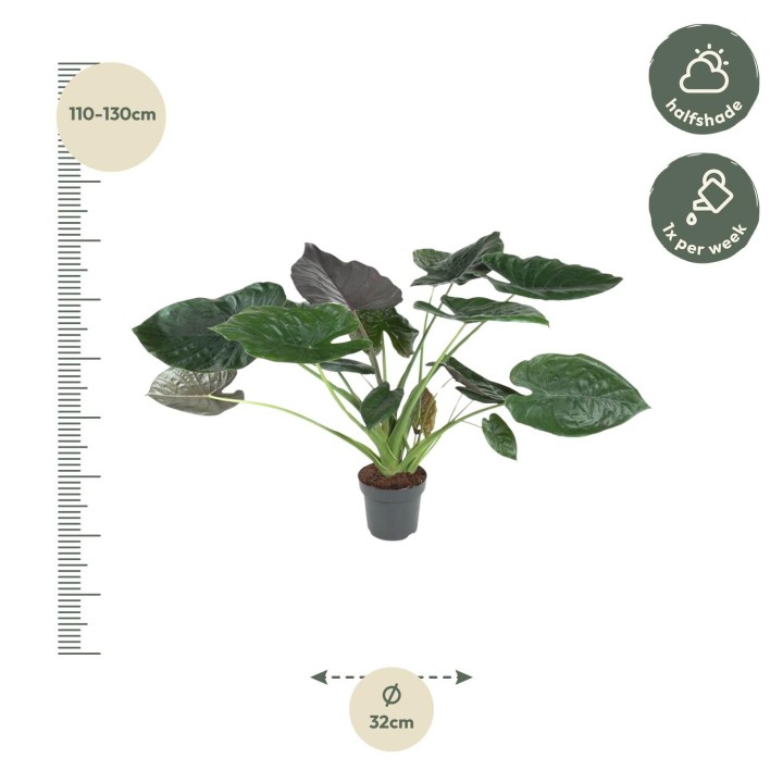 Alocasia Wentii - 120 Cm - Ø32
