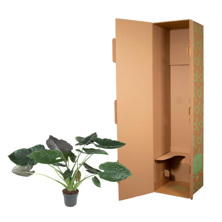 Alocasia Wentii - 120 Cm - Ø32