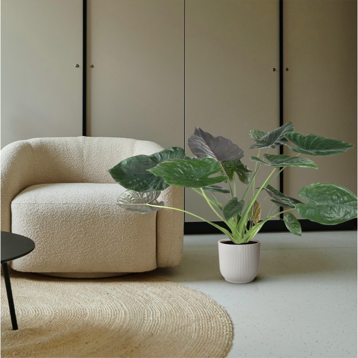 Alocasia Wentii - 120 Cm - Ø32