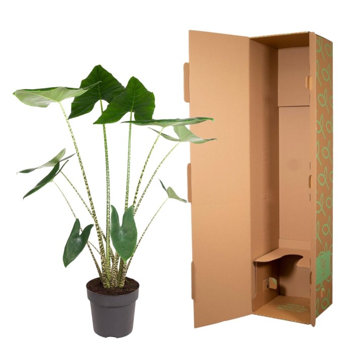Alocasia Zebrina - 130 Cm - Ø32
