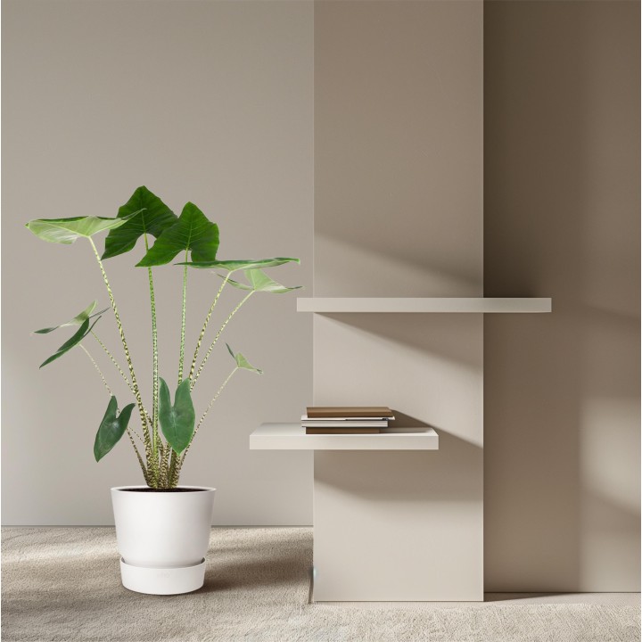Alocasia Zebrina - 130 Cm - Ø32