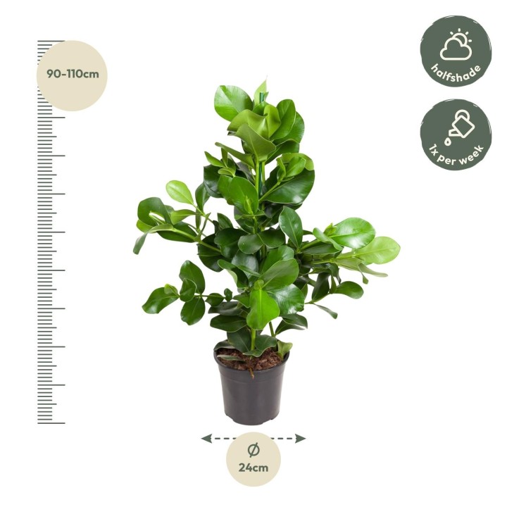 Clusia Rosea - 100 Cm - Ø24