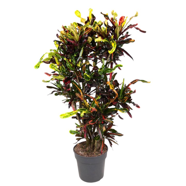 Codiaeum Mammi Branched - 120 Cm - Ø31