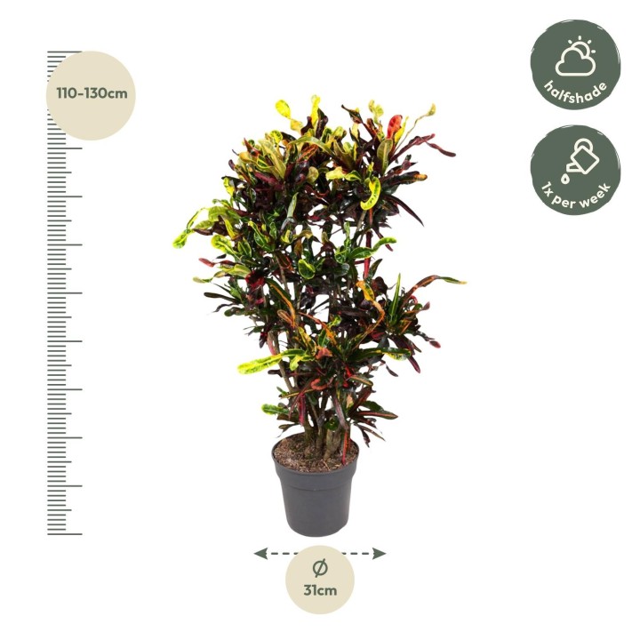 Codiaeum Mammi Branched - 120 Cm - Ø31