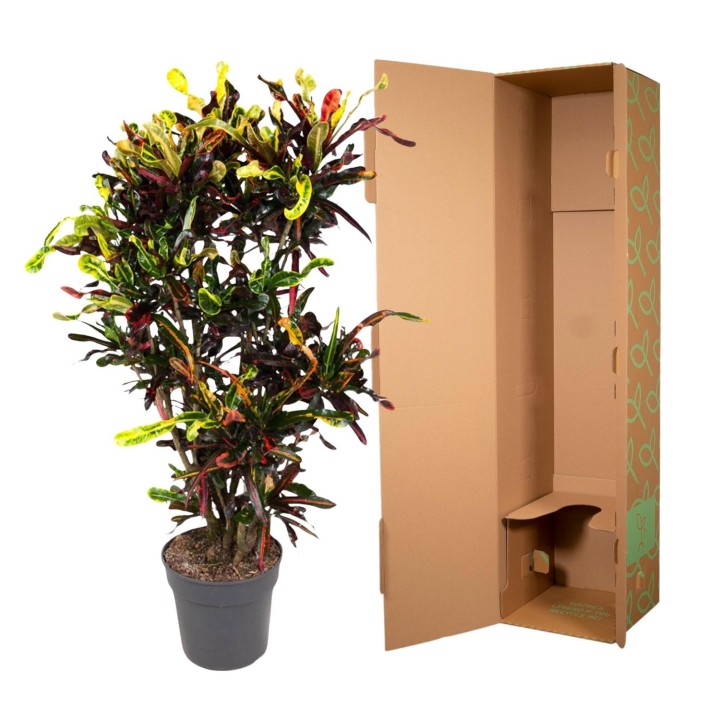 Codiaeum Mammi Branched - 120 Cm - Ø31