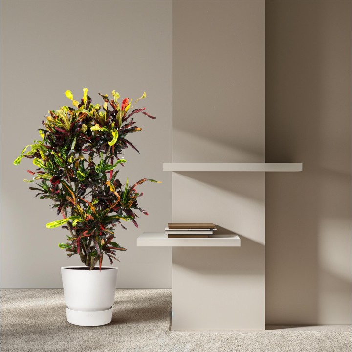 Codiaeum Mammi Branched - 120 Cm - Ø31