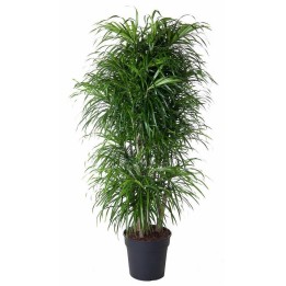 Dracaena Anita Branched - 140 Cm - Ø31