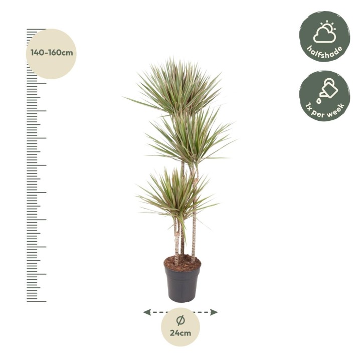 Dracaena Bicolor - 150 Cm - Ø24
