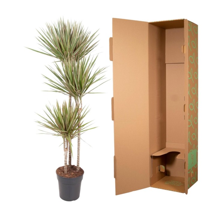 Dracaena Bicolor - 150 Cm - Ø24